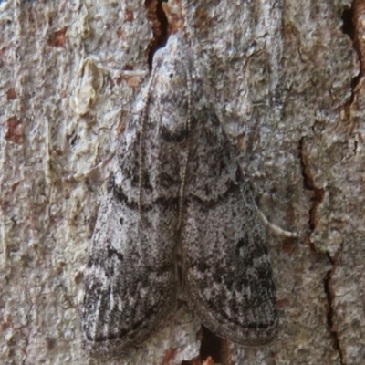 Heteromicta pachytera (Galleriinae subfamily moth) at Woodstock Nature Reserve - 18 Mar 2021 by Christine