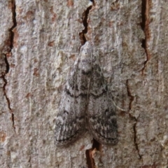 Heteromicta pachytera at Holt, ACT - 18 Mar 2021