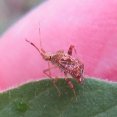 Sidnia kinbergi (Australian crop mirid) at Holt, ACT - 18 Mar 2021 by Christine