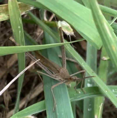 Acrida conica (Giant green slantface) at Murrumbateman, NSW - 18 Mar 2021 by SimoneC