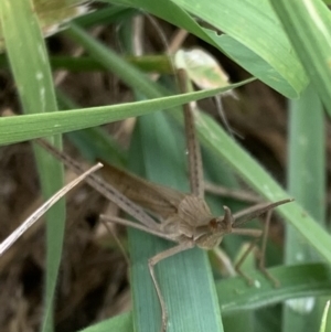 Acrida conica at Murrumbateman, NSW - 18 Mar 2021 05:48 PM