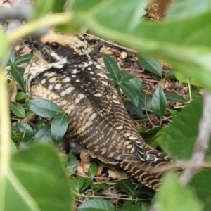 Eudynamys orientalis at Hughes, ACT - 18 Mar 2021 10:37 AM