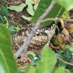 Eudynamys orientalis at Hughes, ACT - 18 Mar 2021