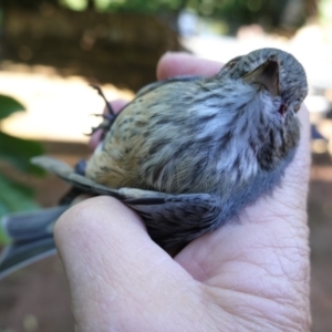 Pachycephala rufiventris at Hughes, ACT - 15 Mar 2021