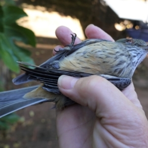 Pachycephala rufiventris at Hughes, ACT - 15 Mar 2021