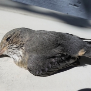 Pachycephala rufiventris at Hughes, ACT - 15 Mar 2021