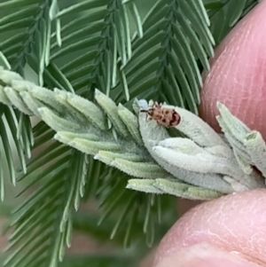 Curculionidae (family) at Murrumbateman, NSW - 18 Mar 2021