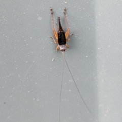 Trigonidium sp. (genus) (A Sword-tail Cricket) at Hughes, ACT - 16 Mar 2021 by JackyF