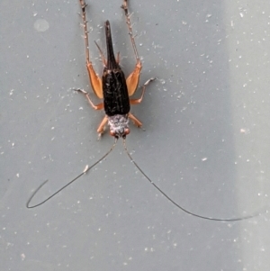 Trigonidium sp. (genus) at Hughes, ACT - 16 Mar 2021