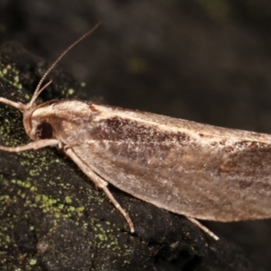 Archaereta dorsivittella at Paddys River, ACT - 12 Mar 2021