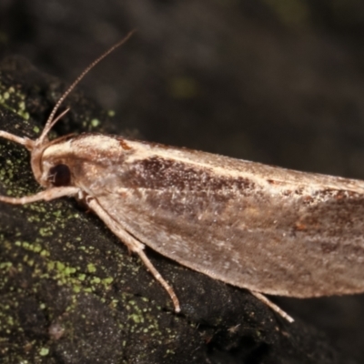 Archaereta dorsivittella (Wingia Group moth) at Paddys River, ACT - 12 Mar 2021 by kasiaaus