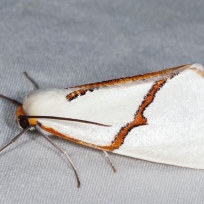 Thalaina selenaea (Orange-rimmed Satin Moth) at Paddys River, ACT - 13 Mar 2021 by kasiaaus