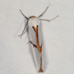 Thalaina selenaea at Paddys River, ACT - 13 Mar 2021