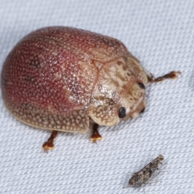 Paropsis sp. (genus) (A leaf beetle) at Paddys River, ACT - 13 Mar 2021 by kasiaaus