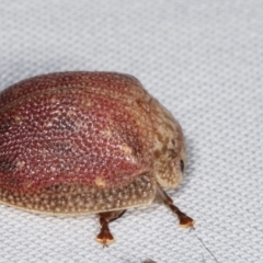 Paropsis sp. (genus) at Paddys River, ACT - 13 Mar 2021