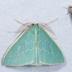 Chlorocoma (genus) (Emerald moth) at Paddys River, ACT - 13 Mar 2021 by kasiaaus