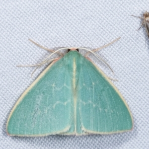 Chlorocoma (genus) at Paddys River, ACT - 13 Mar 2021