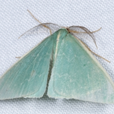 Chlorocoma (genus) (Emerald moth) at Paddys River, ACT - 12 Mar 2021 by kasiaaus
