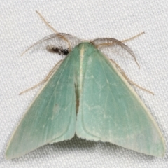 Chlorocoma (genus) at Paddys River, ACT - 13 Mar 2021