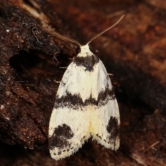 Thallarcha sparsana (Fair Footman) at Paddys River, ACT - 12 Mar 2021 by kasiaaus