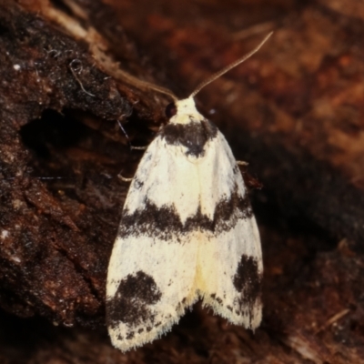 Thallarcha sparsana (Fair Footman) at Paddys River, ACT - 13 Mar 2021 by kasiaaus