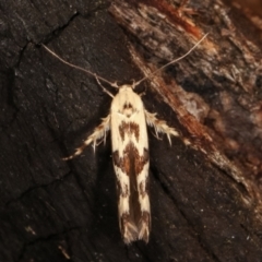 Stathmopoda melanochra (An Oecophorid moth (Eriococcus caterpillar)) at Tidbinbilla Nature Reserve - 12 Mar 2021 by kasiaaus
