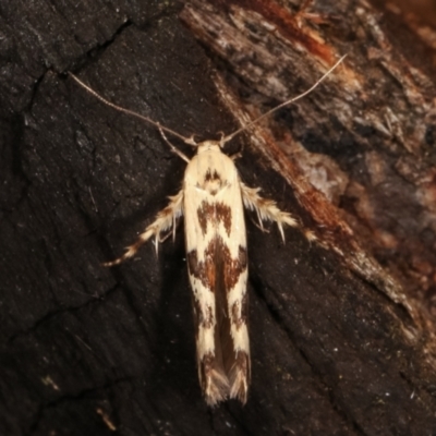 Stathmopoda melanochra (An Oecophorid moth (Eriococcus caterpillar)) at Paddys River, ACT - 12 Mar 2021 by kasiaaus