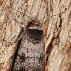Proteuxoa restituta (Black-bodied Noctuid) at Paddys River, ACT - 12 Mar 2021 by kasiaaus