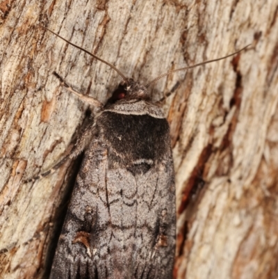 Proteuxoa restituta (Black-bodied Noctuid) at Paddys River, ACT - 13 Mar 2021 by kasiaaus