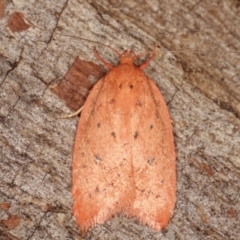 Garrha leucerythra (A concealer moth) at Paddys River, ACT - 12 Mar 2021 by kasiaaus