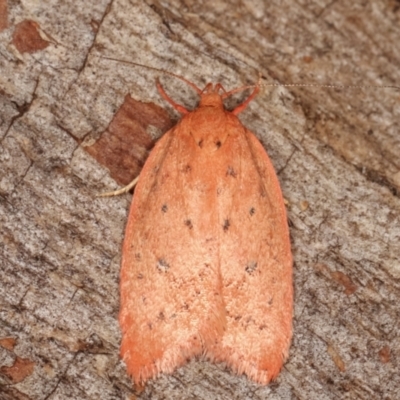 Garrha leucerythra (A concealer moth) at Paddys River, ACT - 12 Mar 2021 by kasiaaus