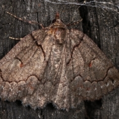 Austroterpna undescribed species (A Geometer moth) at Paddys River, ACT - 12 Mar 2021 by kasiaaus