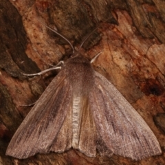 Palleopa innotata (Finely-streaked Crest-moth) at Paddys River, ACT - 13 Mar 2021 by kasiaaus