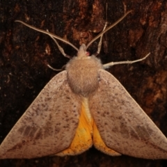 Mnesampela heliochrysa (Golden-winged Gum Moth) at Paddys River, ACT - 12 Mar 2021 by kasiaaus