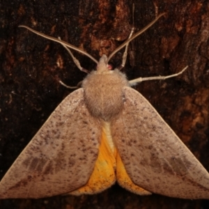 Mnesampela heliochrysa at Paddys River, ACT - 13 Mar 2021