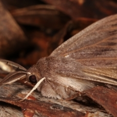 Mnesampela heliochrysa at Paddys River, ACT - 13 Mar 2021