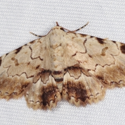 Sandava xylistis (Rusty Snout) at Paddys River, ACT - 12 Mar 2021 by kasiaaus