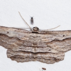 Euphronarcha luxaria (Striated Bark Moth) at Tidbinbilla Nature Reserve - 12 Mar 2021 by kasiaaus