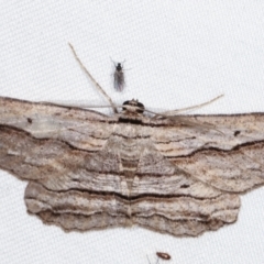 Euphronarcha luxaria (Striated Bark Moth) at Paddys River, ACT - 13 Mar 2021 by kasiaaus