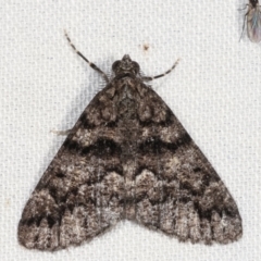 Lipogya exprimataria (Jagged Bark Moth) at Tidbinbilla Nature Reserve - 12 Mar 2021 by kasiaaus