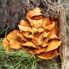 Gymnopilus junonius (Spectacular Rustgill) at Murrumbateman, NSW - 18 Mar 2021 by davobj