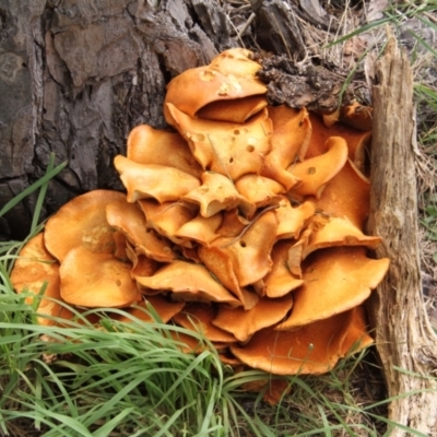 Gymnopilus junonius (Spectacular Rustgill) at Murrumbateman, NSW - 18 Mar 2021 by davobj