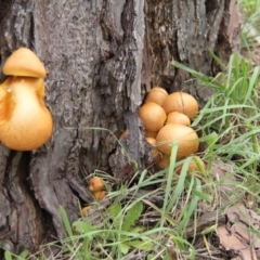 Gymnopilus junonius at Murrumbateman, NSW - 18 Mar 2021