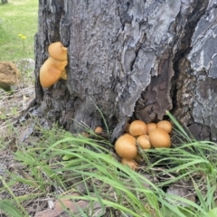 Gymnopilus junonius at Murrumbateman, NSW - 18 Mar 2021