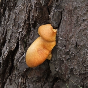 Gymnopilus junonius at Murrumbateman, NSW - 18 Mar 2021