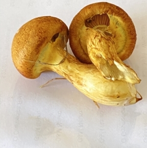 Gymnopilus junonius at Murrumbateman, NSW - 18 Mar 2021