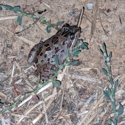 Limnodynastes tasmaniensis (Spotted Grass Frog) at Thurgoona, NSW - 18 Mar 2021 by ChrisAllen