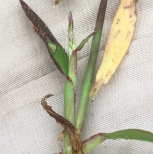 Digitaria sanguinalis at Majura, ACT - 18 Mar 2021 06:14 PM