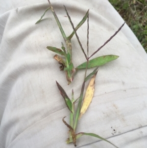 Digitaria sanguinalis at Majura, ACT - 18 Mar 2021 06:14 PM