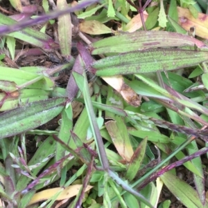 Digitaria sanguinalis at Majura, ACT - 18 Mar 2021